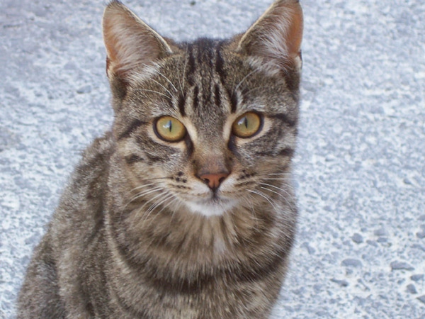 kote
