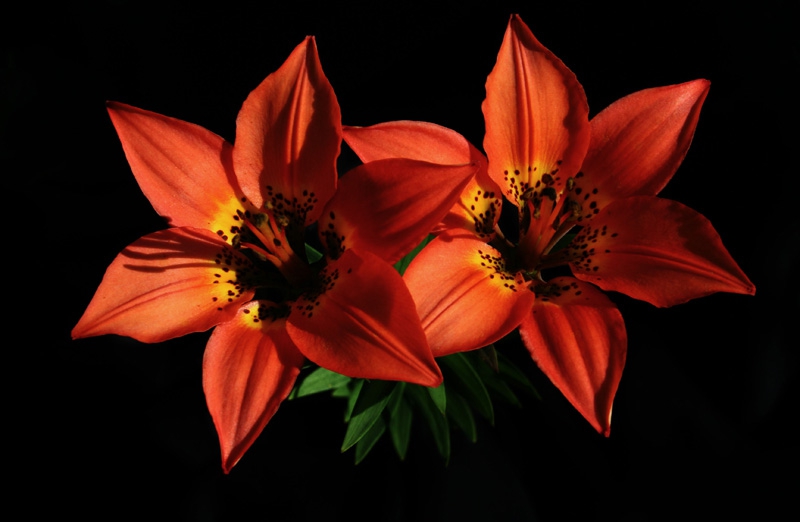 Two sisters