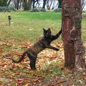 Котка в морската градина