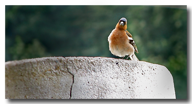 Acme bird