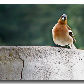 Acme bird