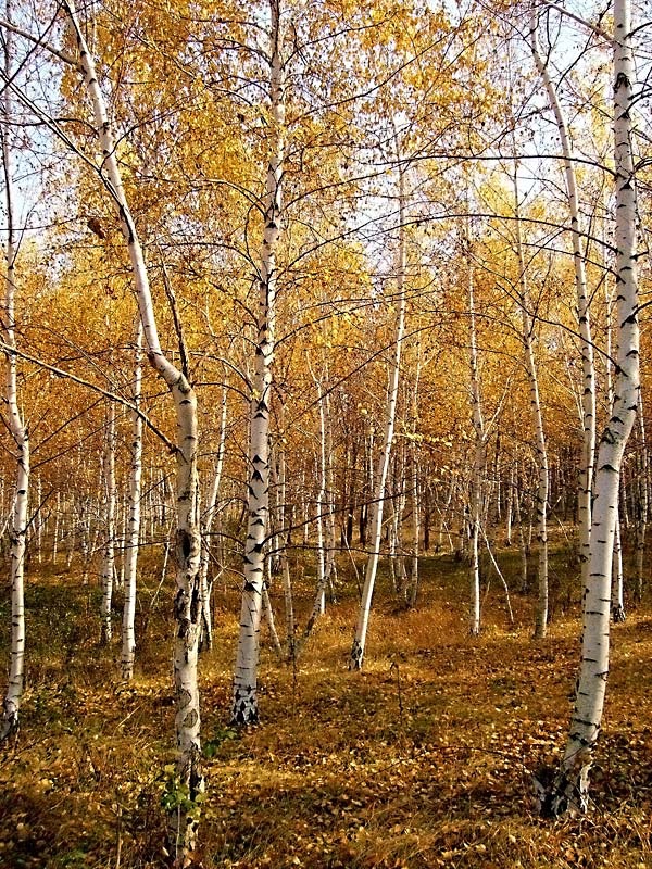 в брезовата горичка