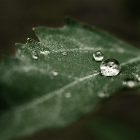 Nature tears