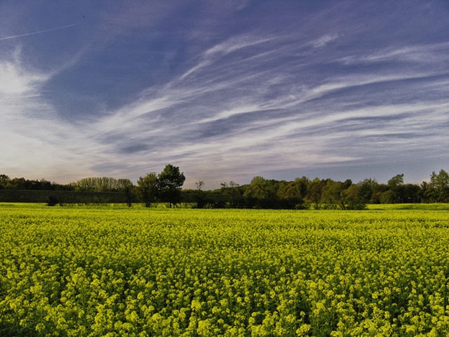 Fields