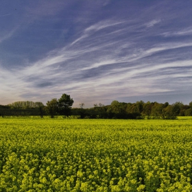 Fields