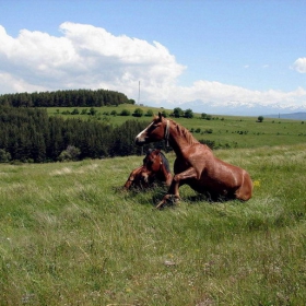 stani unak balkanski