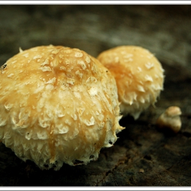 mushrooms and little bug