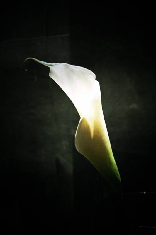 Light