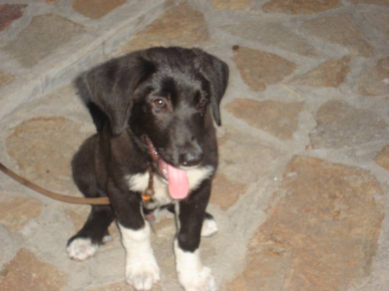 my dog :)