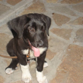 my dog :)
