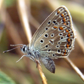 акробат (Agrodiaetus terrsites)