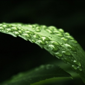 The drops and the leaf