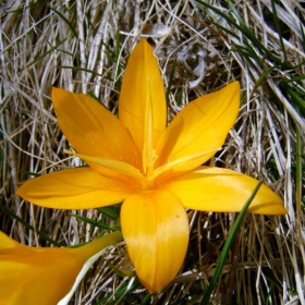 Crocus!!!