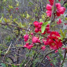 Spring Buds