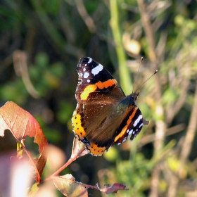 адмирал (Vanessa atalanta)