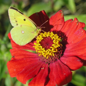 ливадна  жълтушка (Colias hyale)