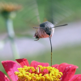 засмукване - гълъбова опашка (Macroglossum stellatarum)