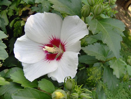 A White Macro
