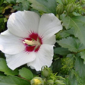 A White Macro