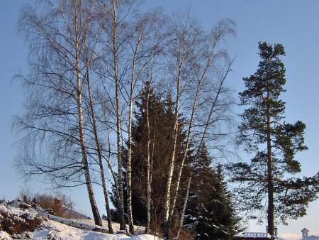 A Tree Shot