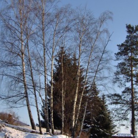 A Tree Shot