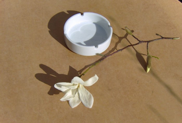 An Orchid