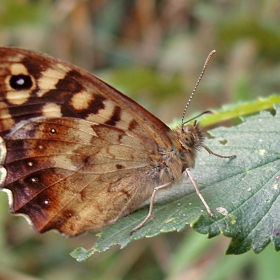 Pyronia tithonus