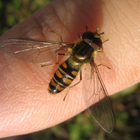 little hornet on my finger...