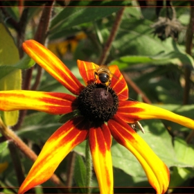 Orange Coneflower