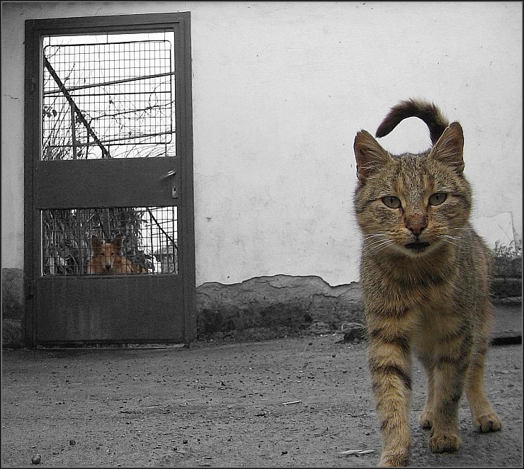 Предимството да си котка