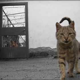 Предимството да си котка