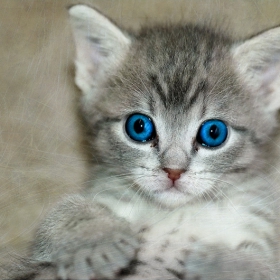 Blue-eyed cat