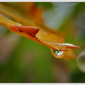 autumn`s tear