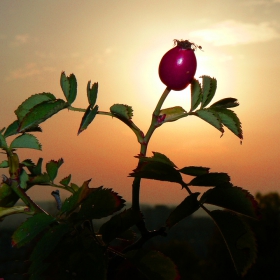 Dog roses's sunset