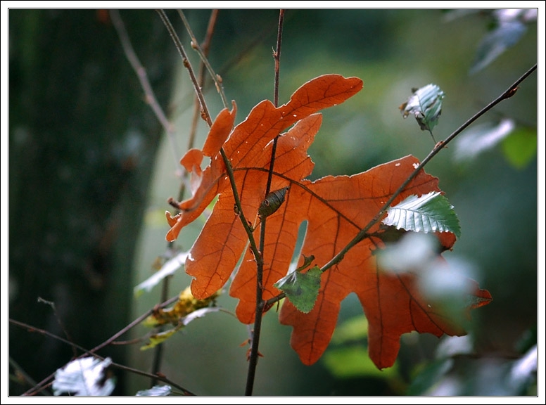 sign of autumn