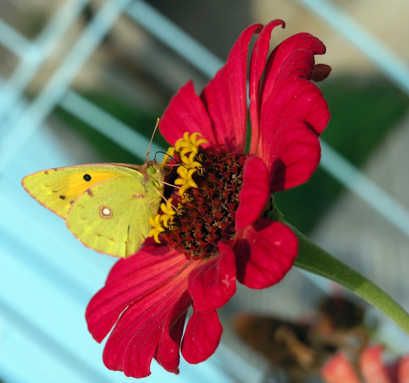 оранжева ливадна пеперуда (Colias crocea)