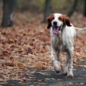 Autumn walk