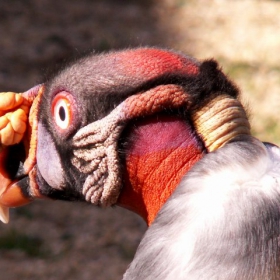 King Vulture