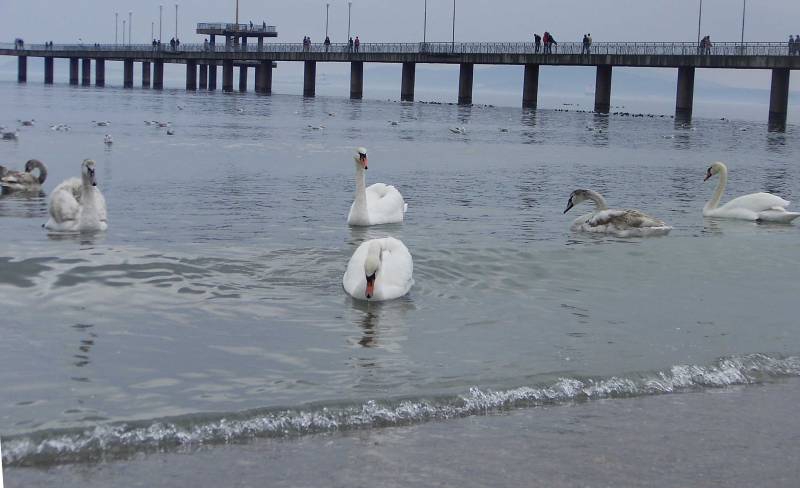 Лебедово море