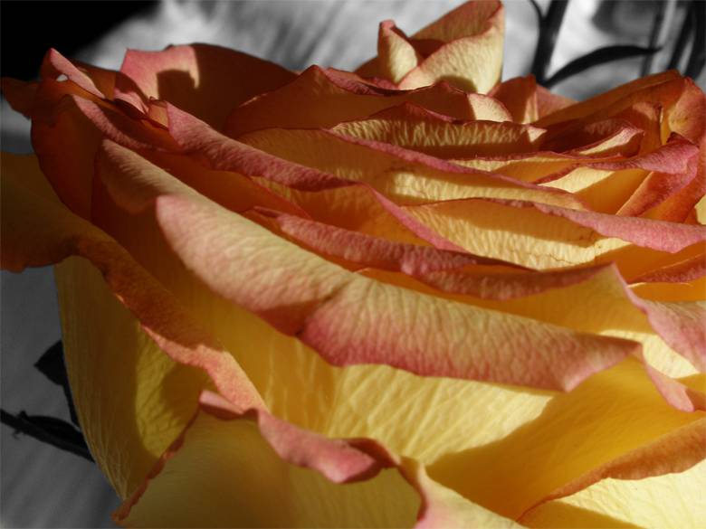 bg rose