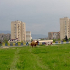 Камила ... в 