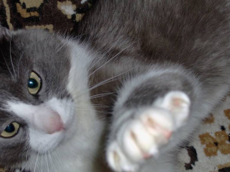 Коте