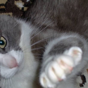 Коте