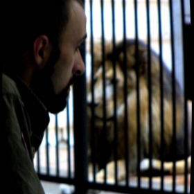 lions