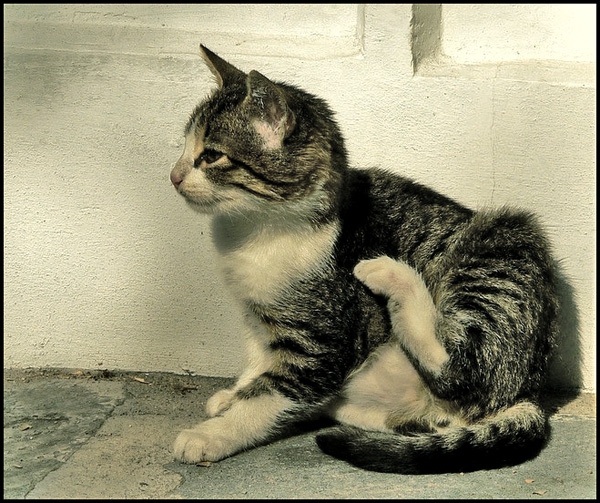 Коте I