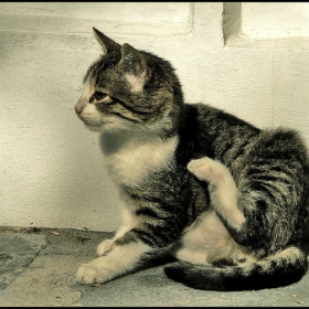 Коте I