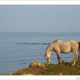 Морска фауна