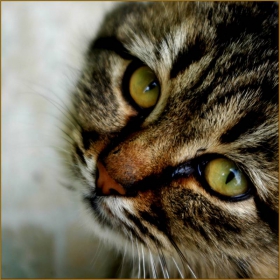 Tajnoto kote