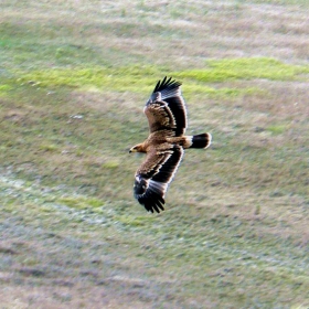 (Aquila heliaca)  Царски орел