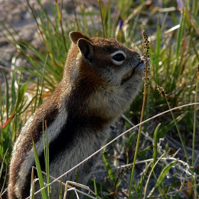 Chipmunk